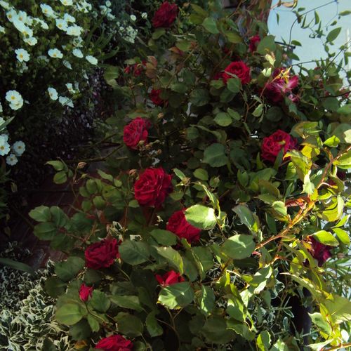 Piros - Csokros virágú - magastörzsű rózsafa- bokros koronaforma